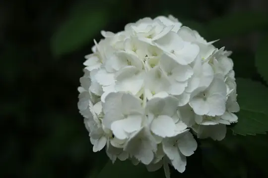 En detaljerad närbild av en klotformad vit hortensia-blomma, med många små kronblad, mot en mörkgrön suddig bakgrund.