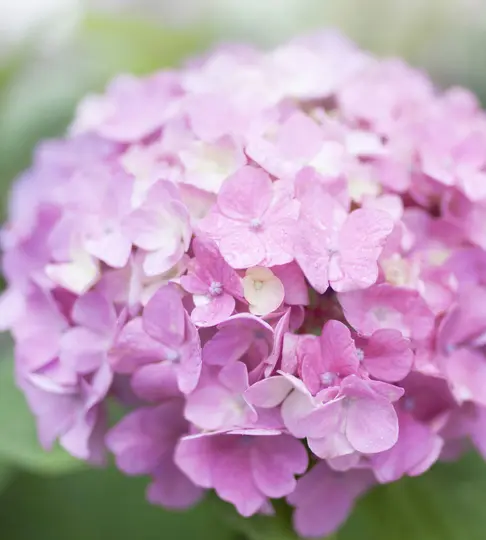 En närbild av ett levande kluster av rosa hortensia med små vattendroppar synliga på några av dess kronblad.