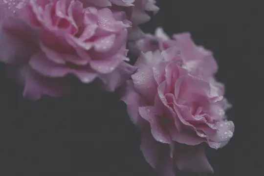 En närbild av flera rosa rosor täckta av små vattendroppar, mot en mörk, suddig bakgrund.
