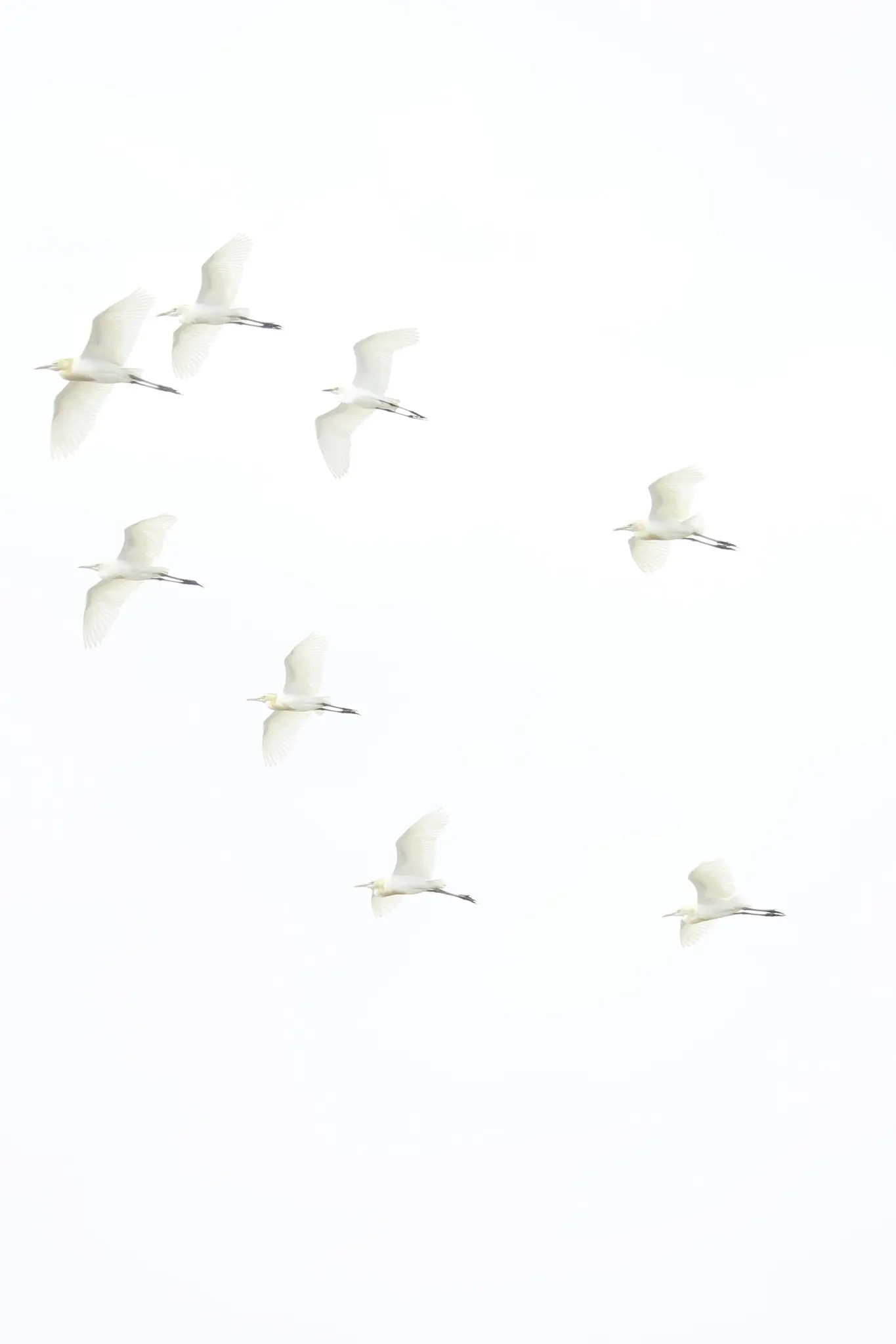 A minimalist photo showing eight white birds, possibly egrets, in various flight poses against a bright, almost pure white…