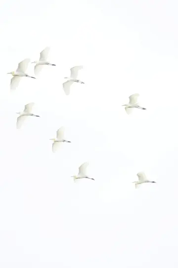 A minimalist photo showing eight white birds, possibly egrets, in various flight poses against a bright, almost pure white…
