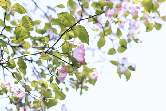 Närbild, uppåtriktad vy av trädgrenar med delikata rosa blommor och livfulla gröna blad mot en ljus, mjuk vit…
