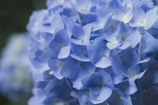 En närbild av talrika blåa hortensia blommor, med delikata kronblad och ljusa centra mot en mjuk, mörk bakgrund.