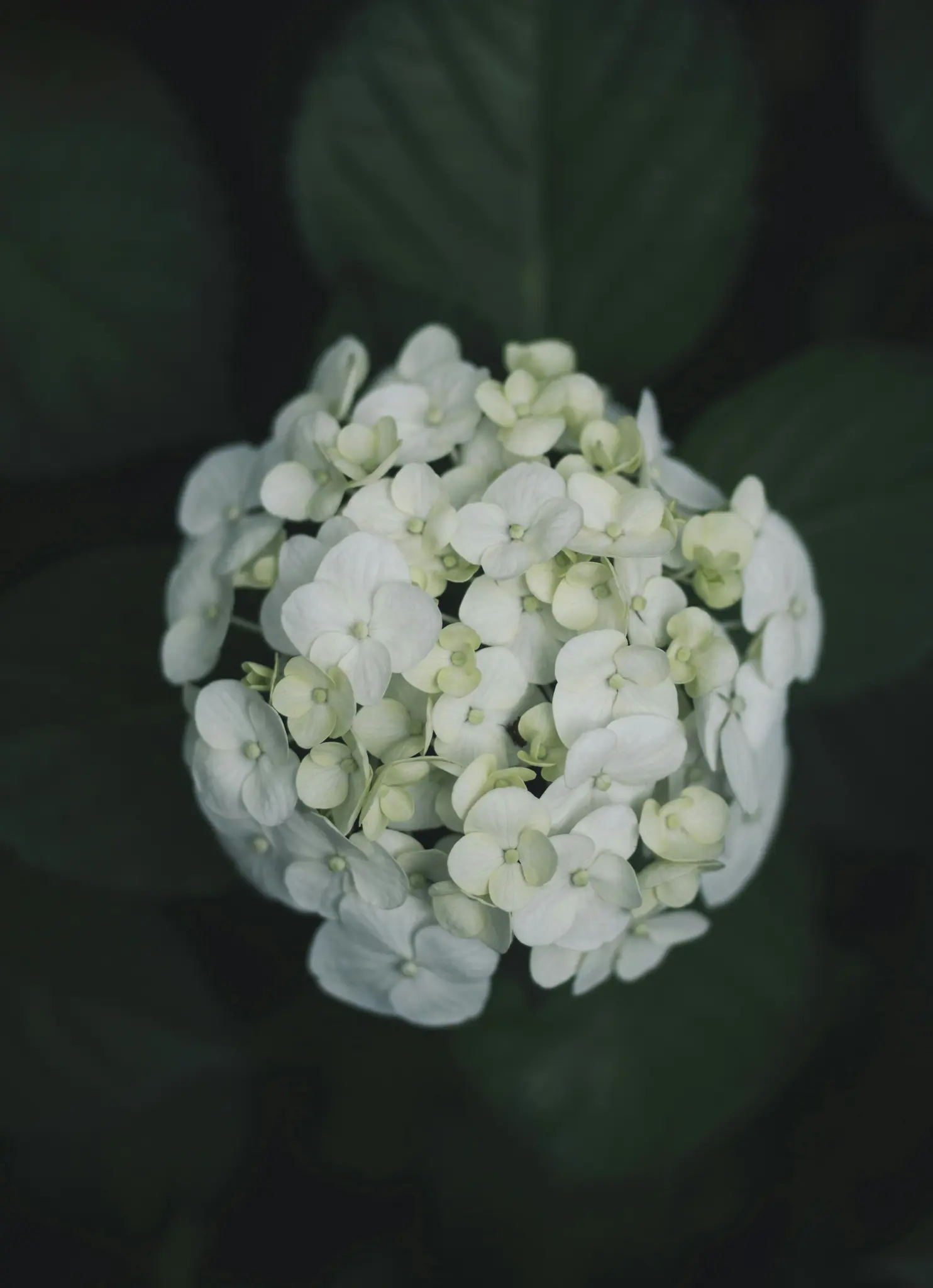 A close-up, top-down view of a round cluster of white and pale green hydrangea flowers against a dark green background.