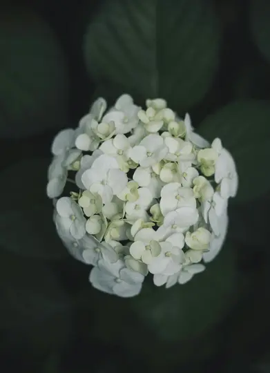A close-up, top-down view of a round cluster of white and pale green hydrangea flowers against a dark green background.