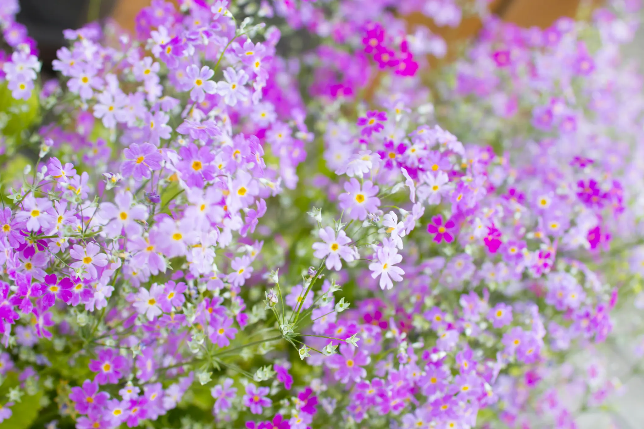 A close-up shot of numerous small pink and purple flowers with bright yellow centers, surrounded by green foliage.