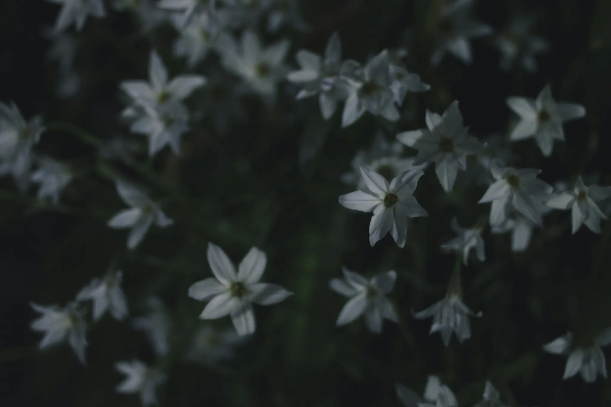 En närbild av talrika små vita stjärnformade blommor med mörka centra, mot en mörk, suddig grön bakgrund.