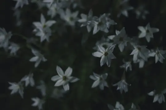 En närbild av talrika små vita stjärnformade blommor med mörka centra, mot en mörk, suddig grön bakgrund.