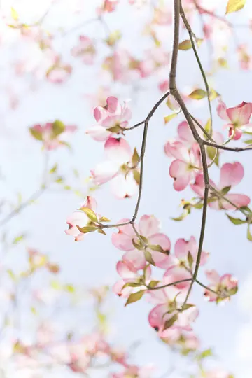 A close-up, soft-focus shot of pink dogwood blossoms on branches against a bright, light blue sky. The petals are delicate.