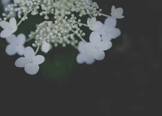 En närbild av vita hortensia blommor och knoppar mot en mörk, suddig bakgrund med ett grunt skärpedjup.