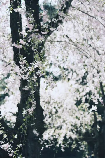 En vertikal närbild av en mörk trädstam prydd med många delikata rosa körsbärsblommor och gröna blad.