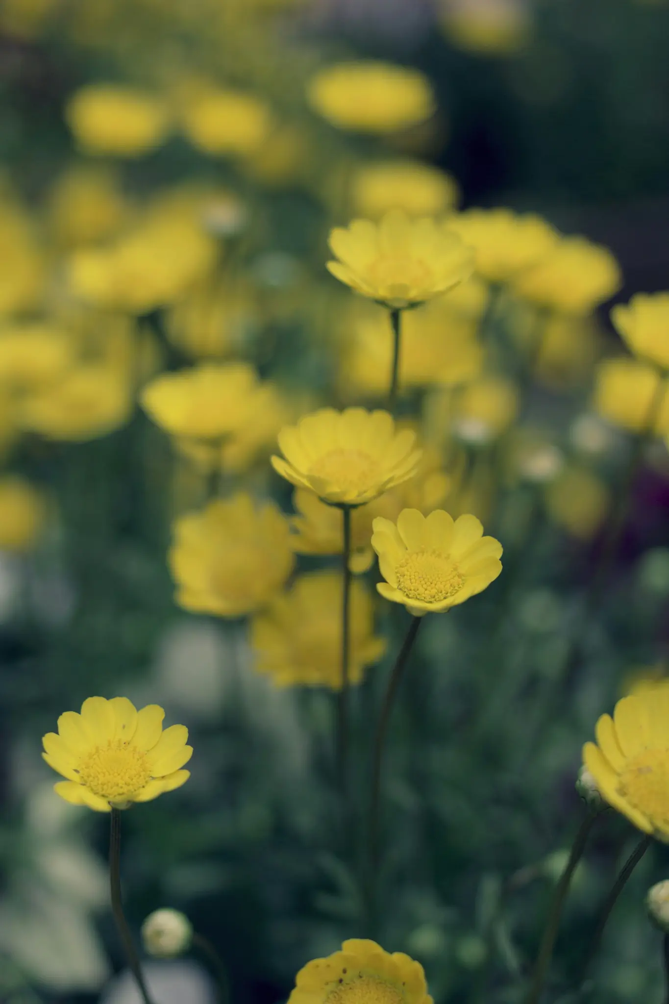 A close-up photo of numerous small yellow daisy-like flowers with green stems and leaves, some in sharp focus.
