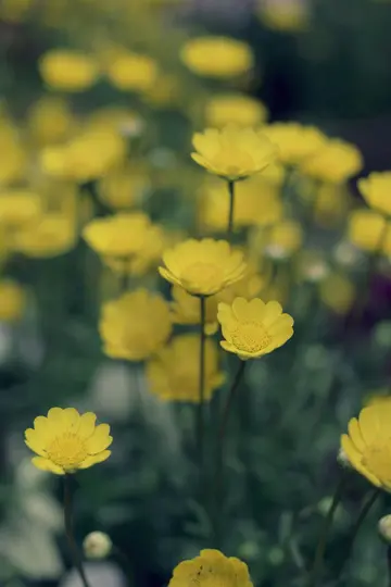 A close-up photo of numerous small yellow daisy-like flowers with green stems and leaves, some in sharp focus.