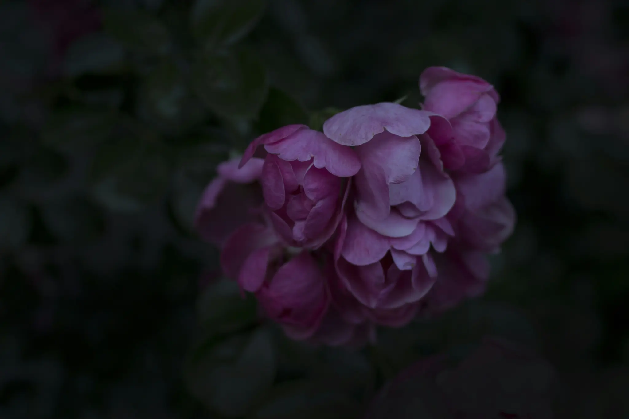 En närbild av ett kluster av rosa rosor med mjuka kronblad, mot en mörk, suddig bakgrund av gröna lövverk.