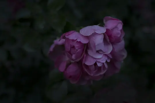 En närbild av ett kluster av rosa rosor med mjuka kronblad, mot en mörk, suddig bakgrund av gröna lövverk.