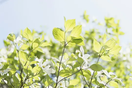 A close-up shot of white dogwood blossoms and bright green leaves, backlit by the sun against a clear light blue sky.