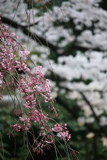 Närbild av delikata, rosa gråtande körsbärsblommor på tunna grenar, med en mjuk, suddig bakgrund av vita blommor.