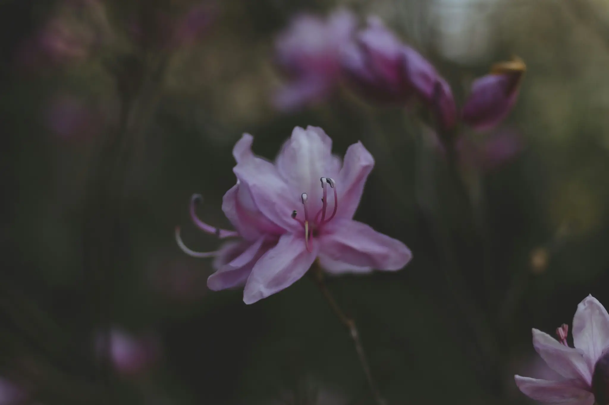 Eine hellrosa Blume mit sichtbaren Staubblättern ist scharf fokussiert, zentriert vor einem sehr dunklen, unscharfen