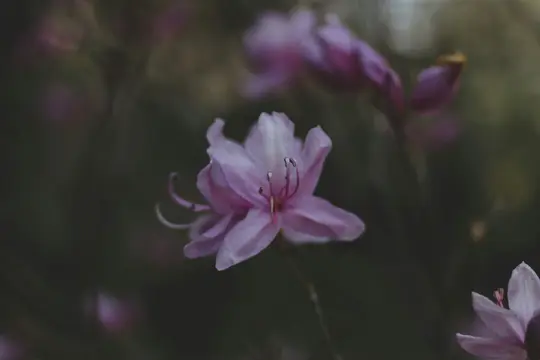 En ljusrosa blomma med synliga ståndare är i skarp fokus, centrerad mot en mycket mörk, suddig bakgrund.