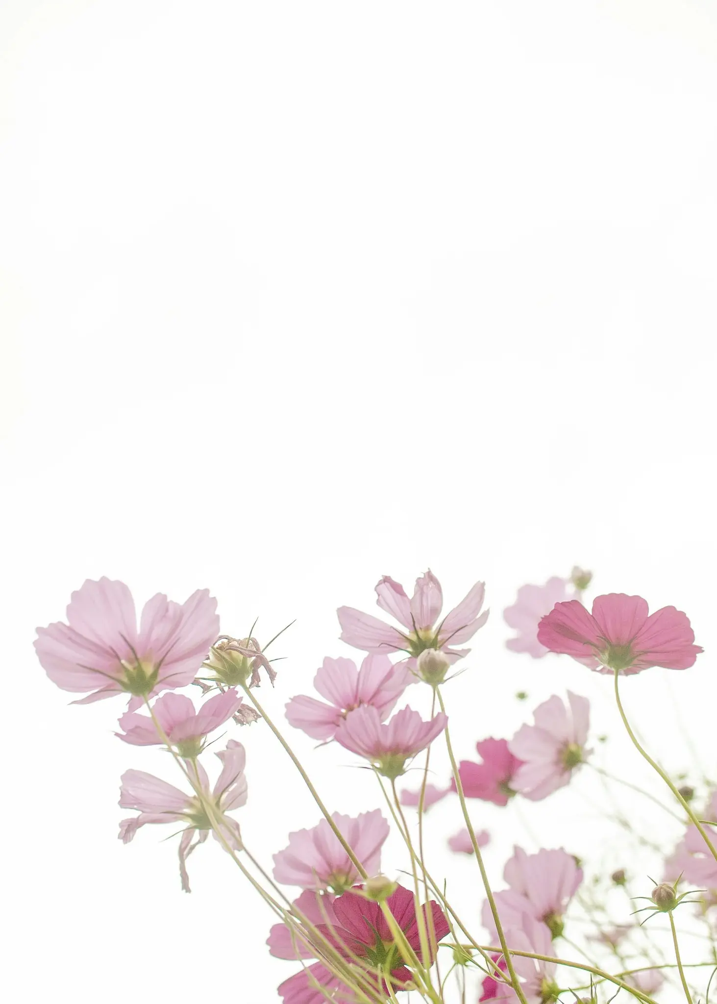 A low-angle shot of numerous pink cosmos flowers with translucent petals against a bright, soft white background.
