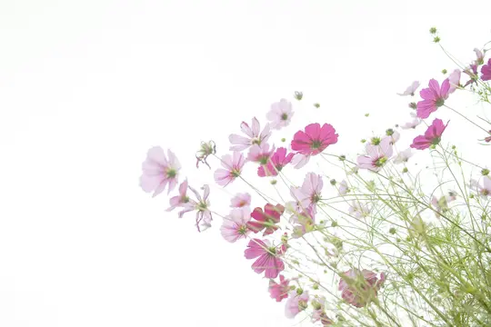 Ett high-key-foto visar talrika rosa och fuchsiafärgade kosmosblommor med gröna stjälkar och blad mot en klar vit bakgrund.