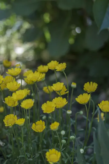 A close-up shot of numerous small yellow flowers with green stems and leaves, set against a softly blurred green background.