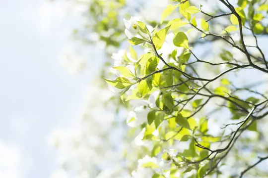 En närbild av ett blommande kornellträd med vita blommor och klargröna blad mot en mjuk blå himmel.