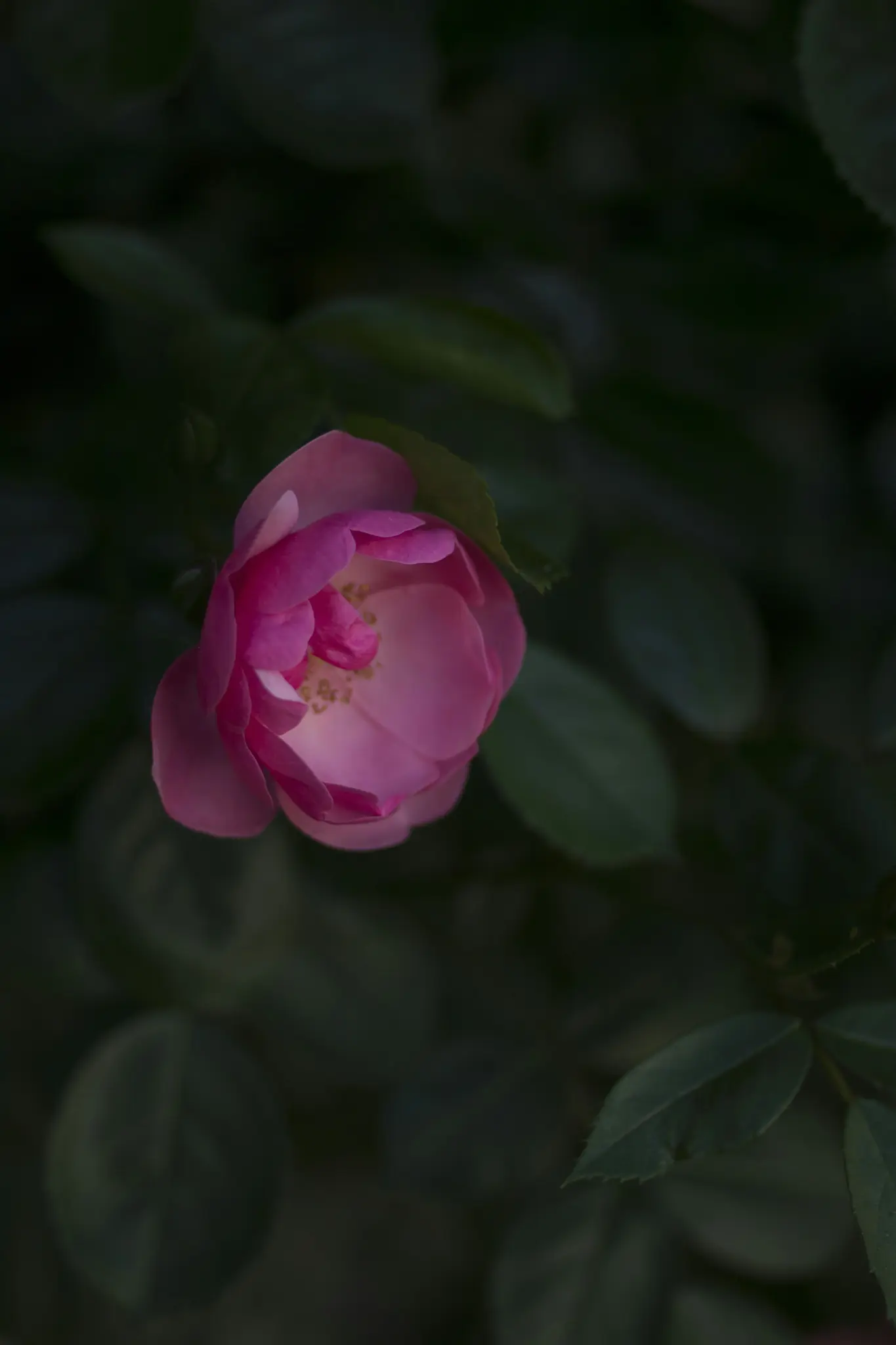 A close-up photo of a single pink rose in partial bloom, with its petals unfurling, set against a dark green, blurred…