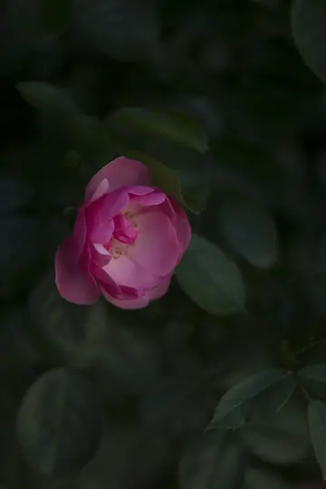 A close-up photo of a single pink rose in partial bloom, with its petals unfurling, set against a dark green, blurred…