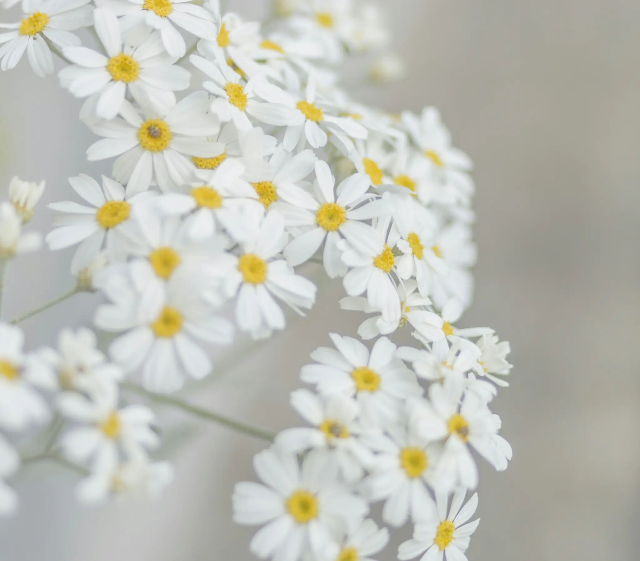 Et nærbillede af talrige små hvide blomster med klare gule centre, samlet mod en blød grå baggrund.