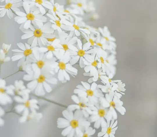 En närbild av talrika små vita blommor med klargula mittpunkter, samlade mot en mjuk grå bakgrund.