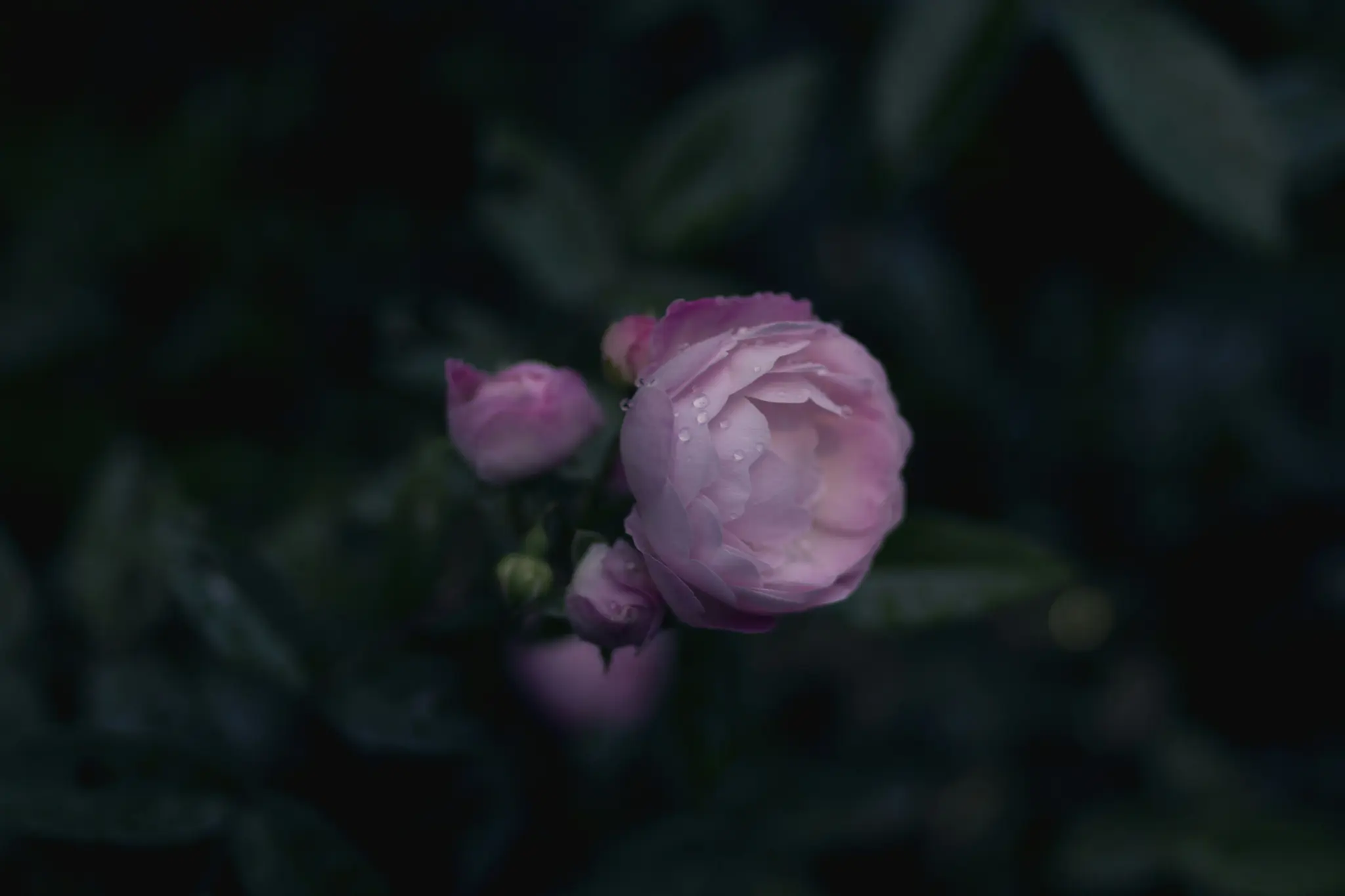 A close-up photo shows a cluster of pink roses and buds, with the main bloom covered in small water droplets. The…