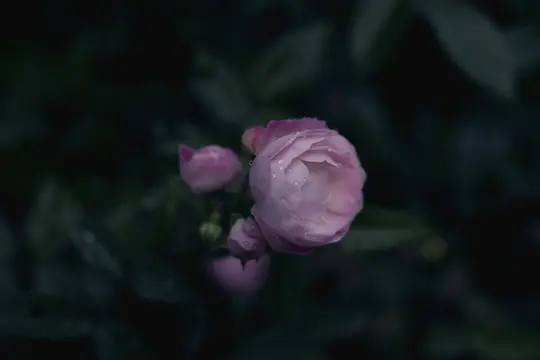 A close-up photo shows a cluster of pink roses and buds, with the main bloom covered in small water droplets. The…