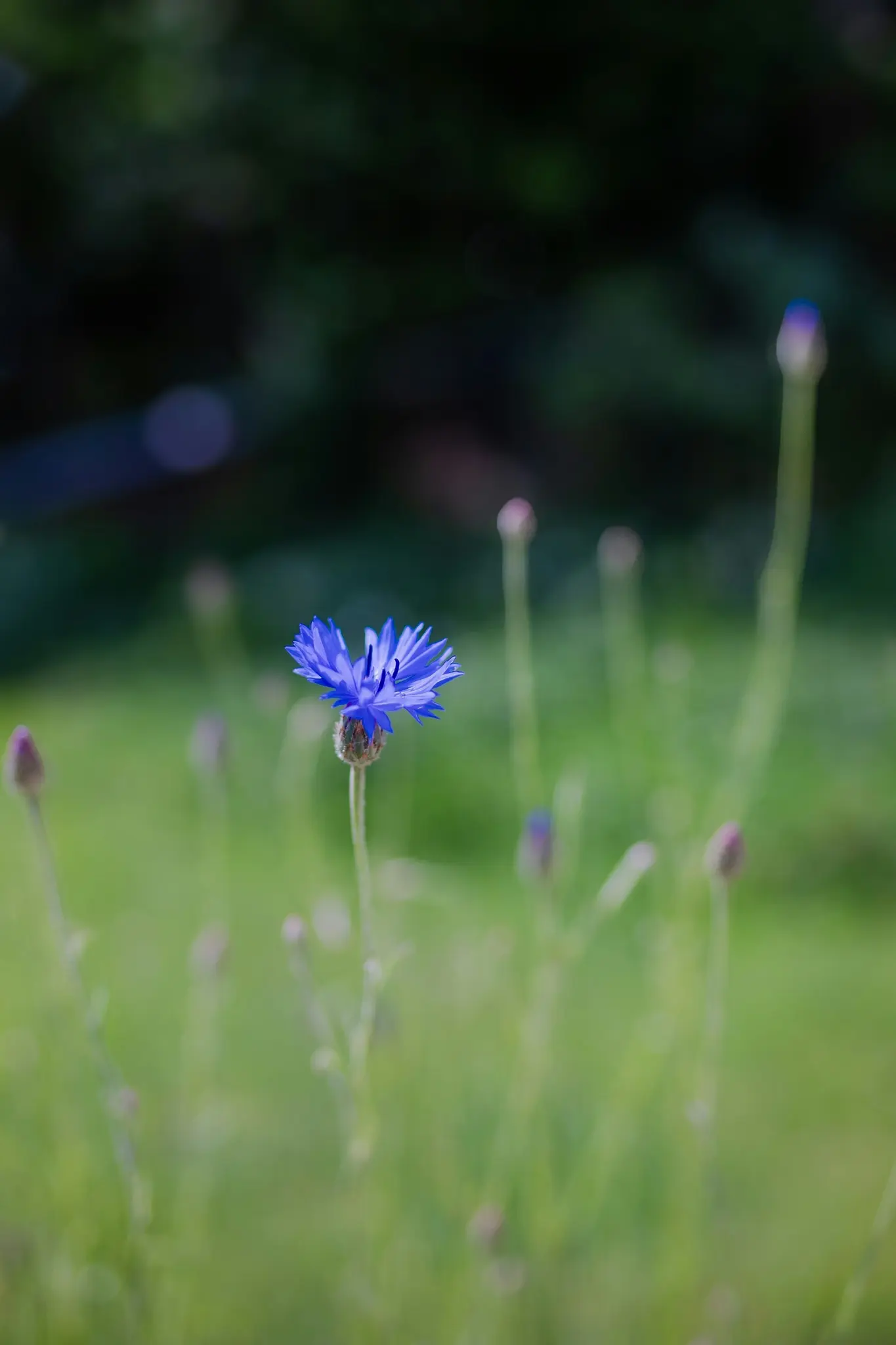 A vibrant blue cornflower stands out in sharp focus against a soft, blurred background of green foliage and purple buds.