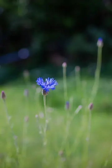 A vibrant blue cornflower stands out in sharp focus against a soft, blurred background of green foliage and purple buds.