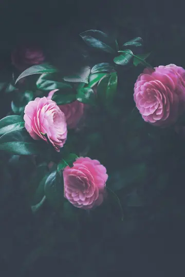 Close-up of several vibrant pink camellia flowers with layered petals, surrounded by dark green leaves against a blurred…