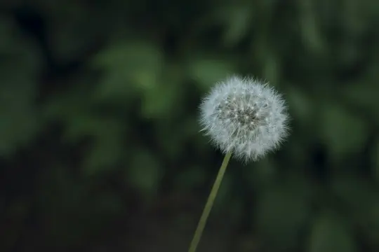 A close-up shot of a fluffy white dandelion seed head on a slender green stem, set against a soft, blurred dark green…