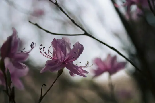 En närbild av delikata rosa blommor med långa ståndare och pistiller, mot en mjuk, suddig bakgrund.