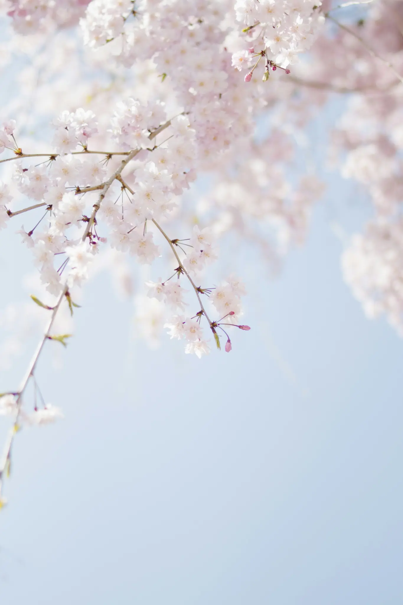 Et nærbillede af lyserøde kirsebærblomster på grene med en klar, lys blå himmel i baggrunden.