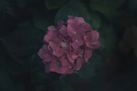 En närbild av en levande rosa hortensiakluster, omgiven av mörkgröna blad i en mjukt suddig bakgrund.