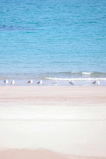 En rad av åtta måsar står på en ljusrosa och vit sandstrand. Mjuka vågor skvalpar mot stranden bakom dem.