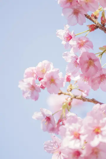 En närbild av delikata rosa körsbärsblommor på grenar, med en klar, ljusblå himmel i bakgrunden.
