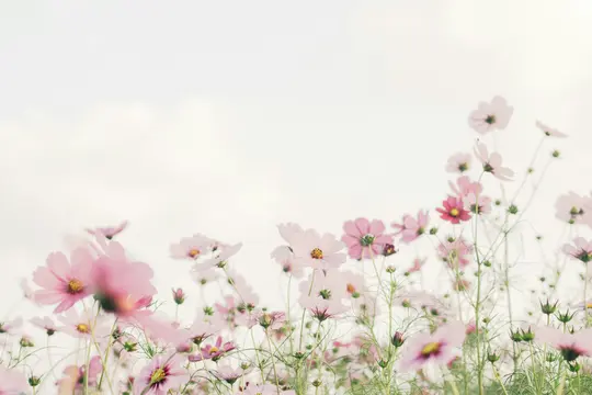 En lågvinkelvy över ett fält med delikata rosa och vita kosmosblommor mot en ljus, mjuk vit himmel.