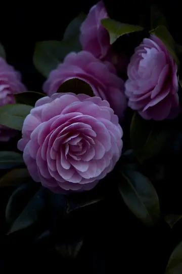 En närbild av flera rosa kameliablommor med mörkgröna blad, mot en mycket mörk, nästan svart bakgrund.