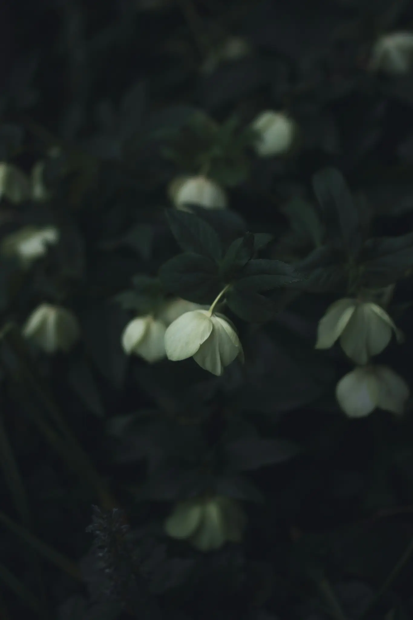 Eine Nahaufnahme von hellgrünen Blumen mit dunkelgrünen Blättern, eine Blume in der Mitte ist scharf fokussiert.