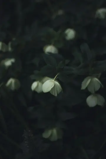 En närbild av ljusgröna blommor med mörkgröna blad, en blomma i mitten är i skarp fokus.