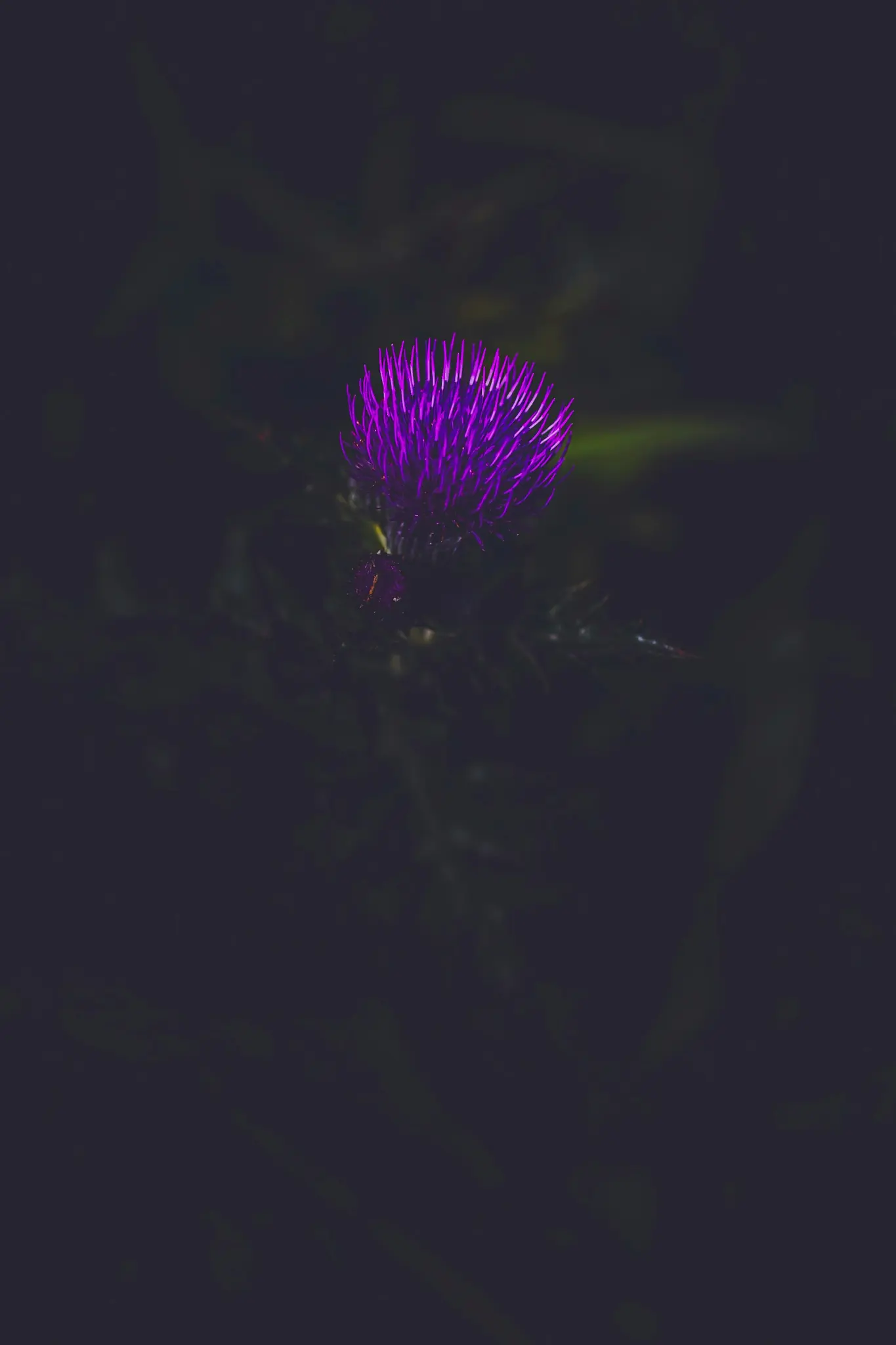 A close-up shot of a bright purple thistle flower glowing against a very dark, out-of-focus background of green foliage.