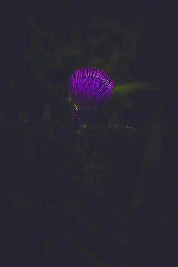 A close-up shot of a bright purple thistle flower glowing against a very dark, out-of-focus background of green foliage.