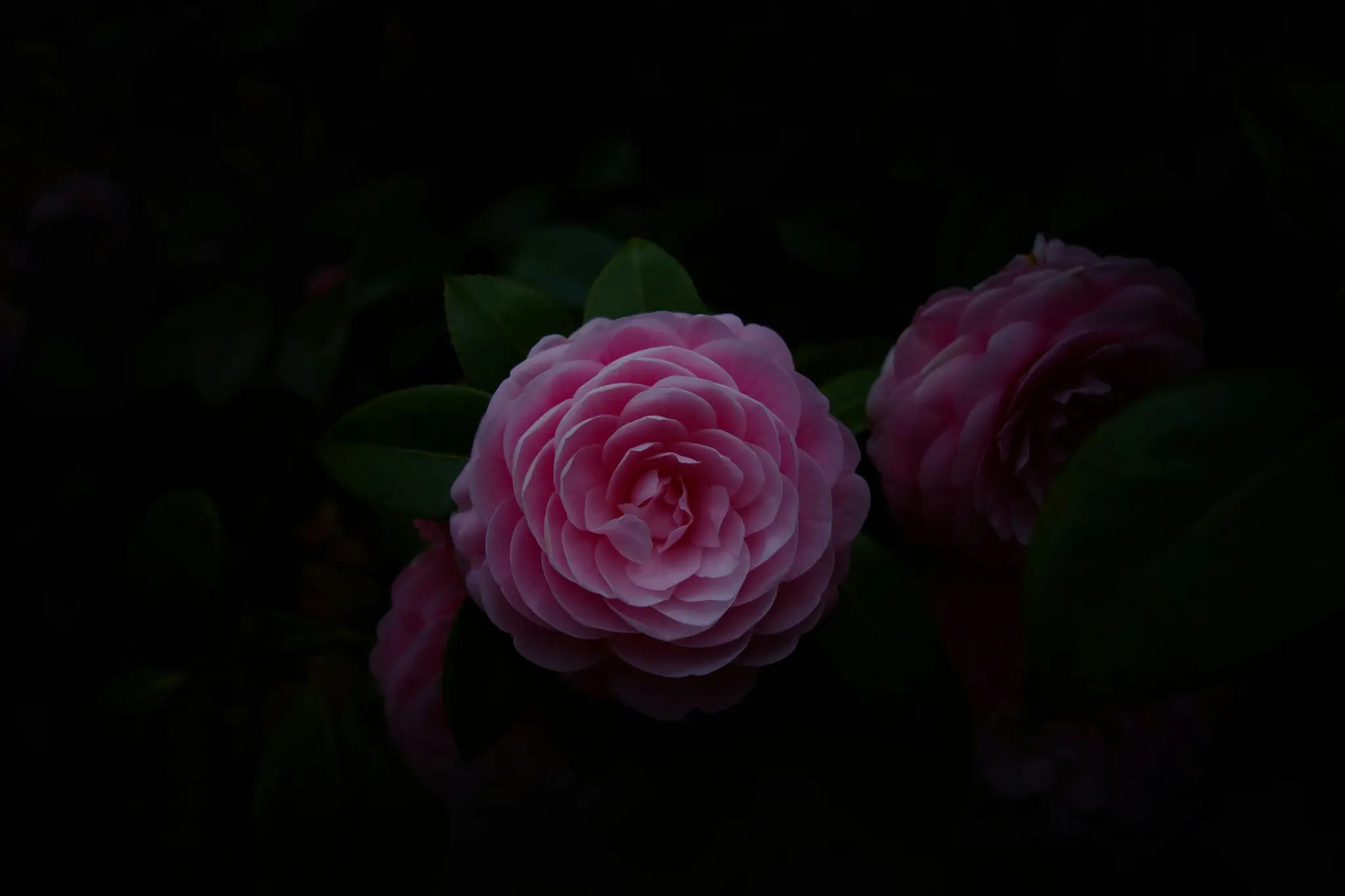 En levende, pink kamelia blomst med mange lagdelte kronblade er centreret mod en mørk, ude af fokus baggrund af grønne blade.