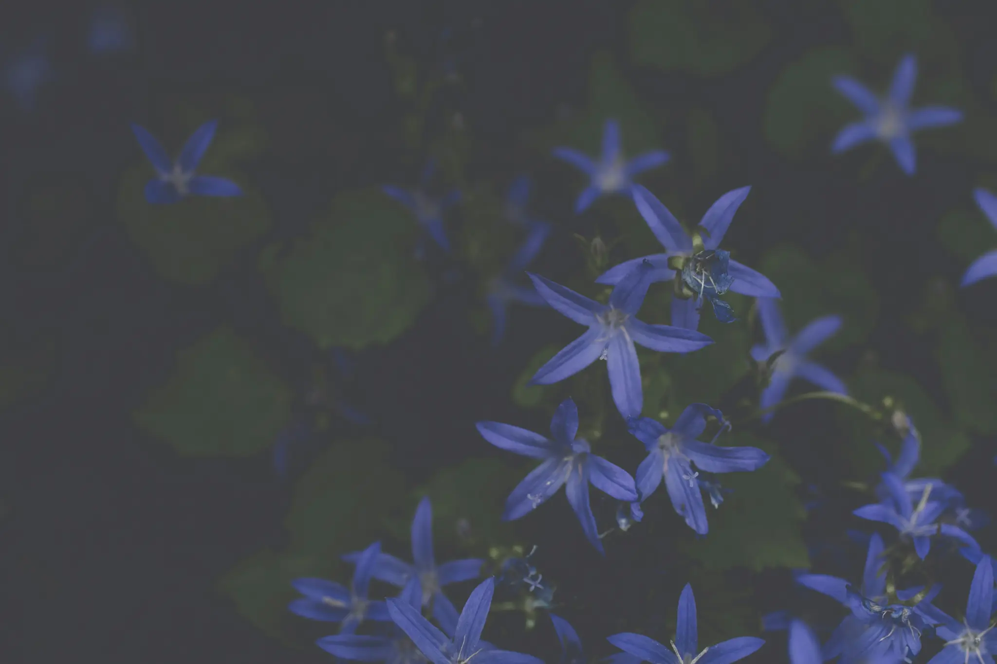 A close-up shot of several small, star-shaped blue flowers with five petals, surrounded by dark green, out-of-focus leaves.